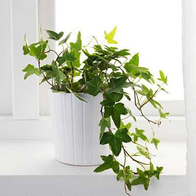 Hedera Helix, English Ivy - Plant