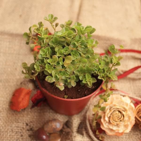 Helxine soleirolii, Baby Tears - Succulent Plant