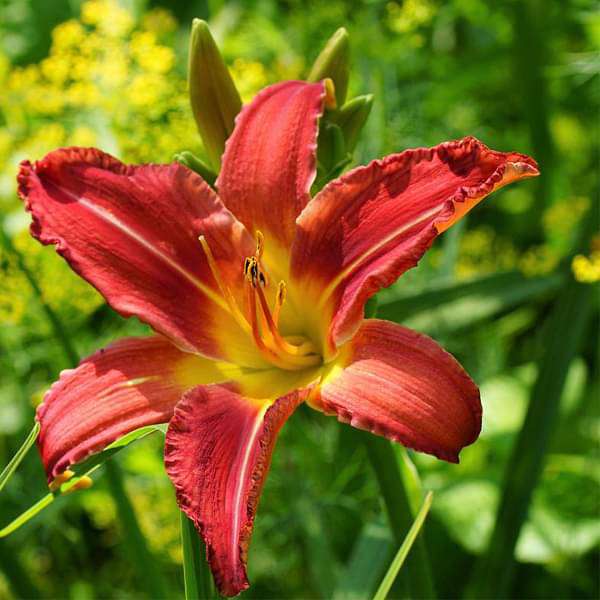 Hemerocallis, Day Lily (Any Color) - Plant