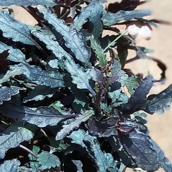 Hemigraphis repanda (Brown) - Plant