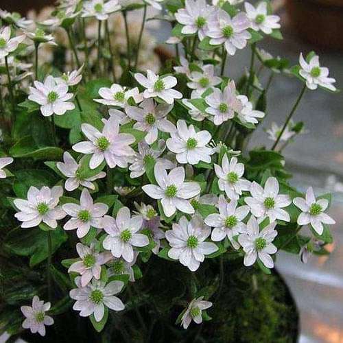 Hepatica acutiloba - Plant