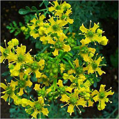 Herb-of-grace, Ruta Graveolens, Satap - Plant