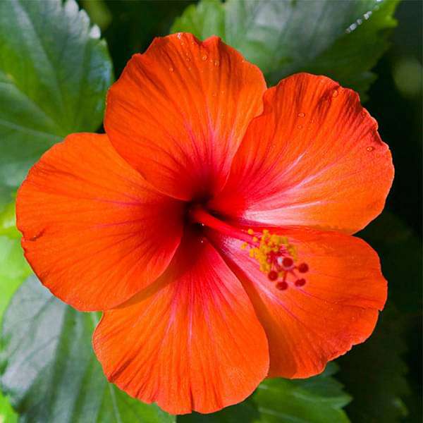 Hibiscus, Gudhal Flower (Orange) - Plant