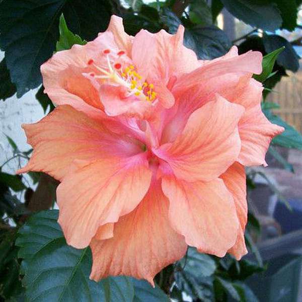 Hibiscus, Gudhal Flower (Peach Double) - Plant