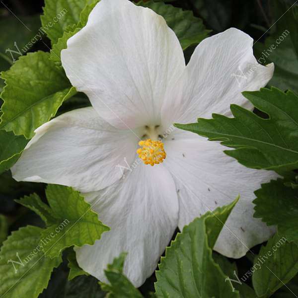 Hibiscus, Gudhal Flower (White) - Plant