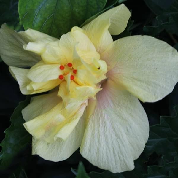 Hibiscus, Gudhal Flower (Yellow Double) - Plant