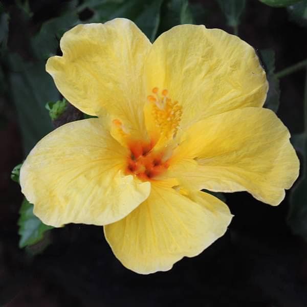 Hibiscus, Gudhal Flower (Yellow) - Plant