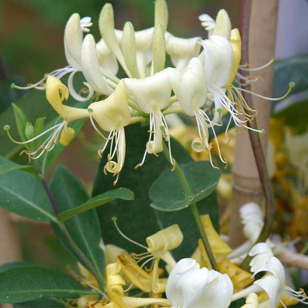 Honeysuckle, Lonicera Periclymenum (Scentsation) - Plant