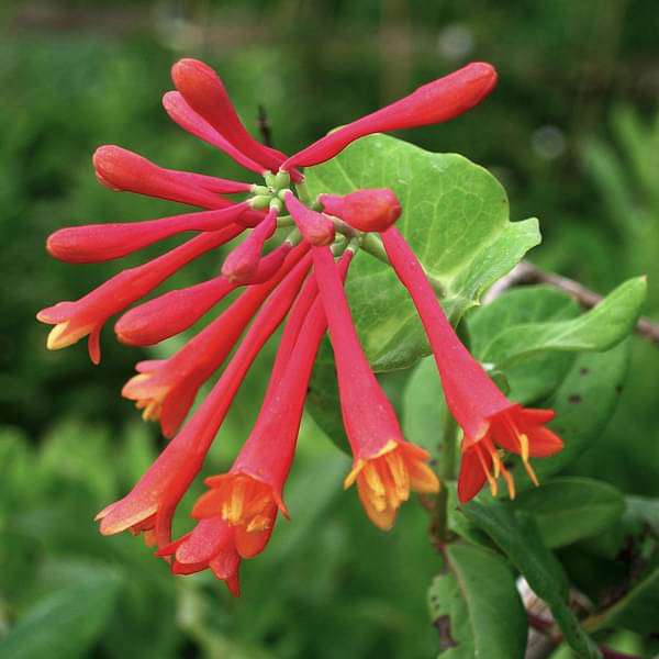 Honeysuckle, Lonicera sempervirens - Plant