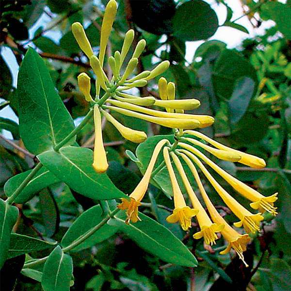 Honeysuckle, Sempervirens sulphurea (John Clayton) - Plant