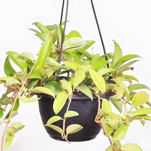 Hoya carnosa (green, hanging basket) - Plant