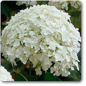 Hydrangea Arborescens, Smooth Hydrangea (White) - Plant