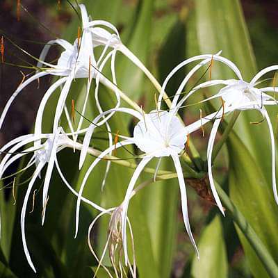 Hymenocallis Caribaea, Spider Lilly - Plant