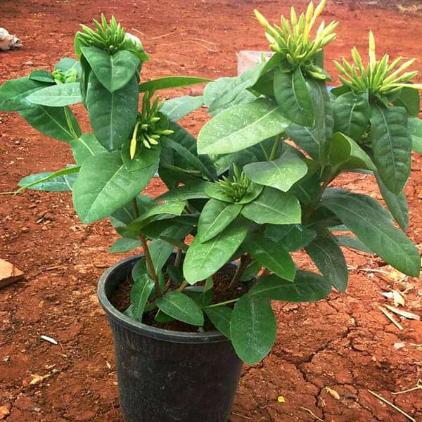 Ixora (Any Color) - Plant