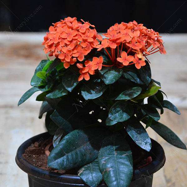 Ixora dwarf (Orange) - Plant
