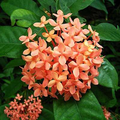 Ixora Dwarf (Peach) - Plant