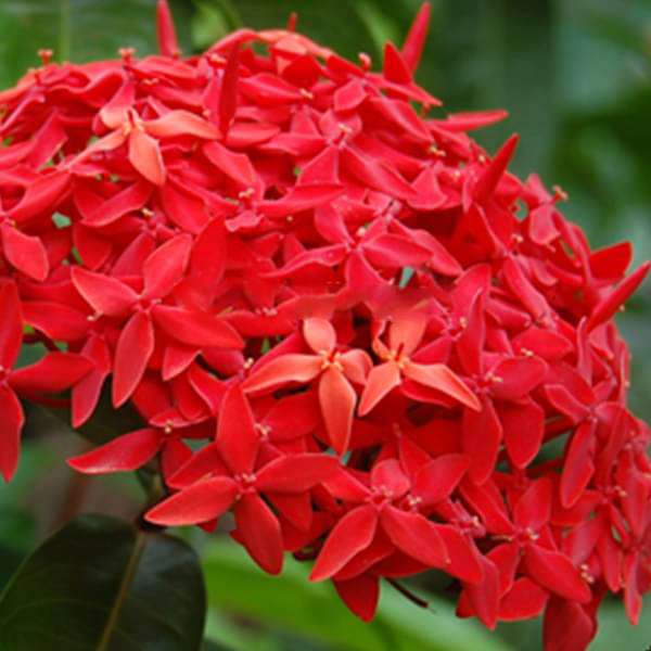 Ixora Long, Singapuri Ixora (Red) - Plant