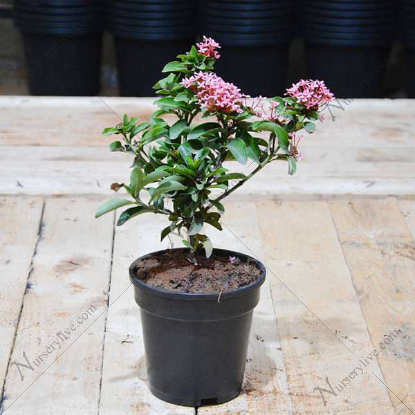 Ixora Mini Dwarf (Any Color) - Plant