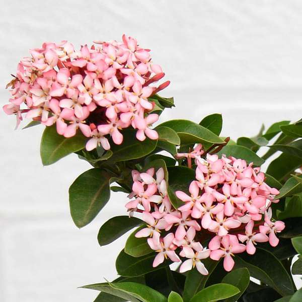 Ixora Mini Dwarf (Pink) - Plant