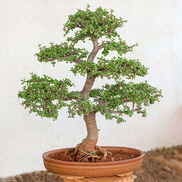 Jade Bonsai Formal Upright Style - Plant