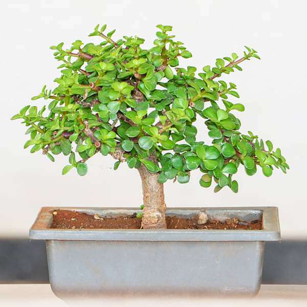 Jade Bonsai - Plant