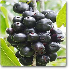 Jamun Tree, Syzygium cumini - Plant