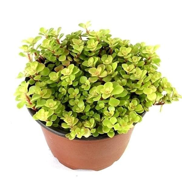 Japanese Golden Ogon Sedum - Succulent Plant