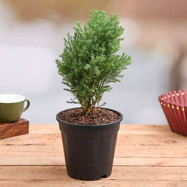Juniper, Juniperous Erecta - Plant