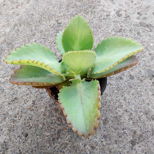 Kalanchoe daigremontiana - Succulent Plant