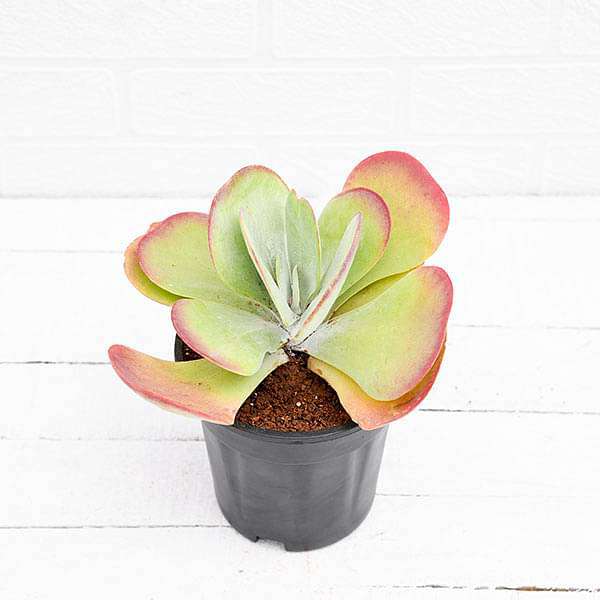 Kalanchoe Flapjack, Poplet (Big) - Succulent Plant