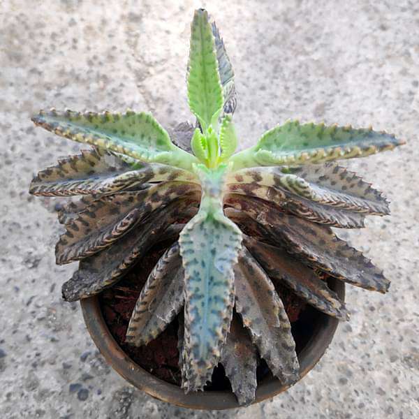 Kalanchoe houghtonii - Succulent Plant