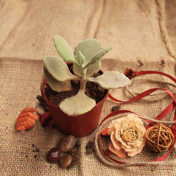 Kalanchoe millotii - Succulent Plant