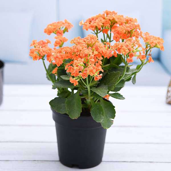 Kalanchoe (Orange) - Plant