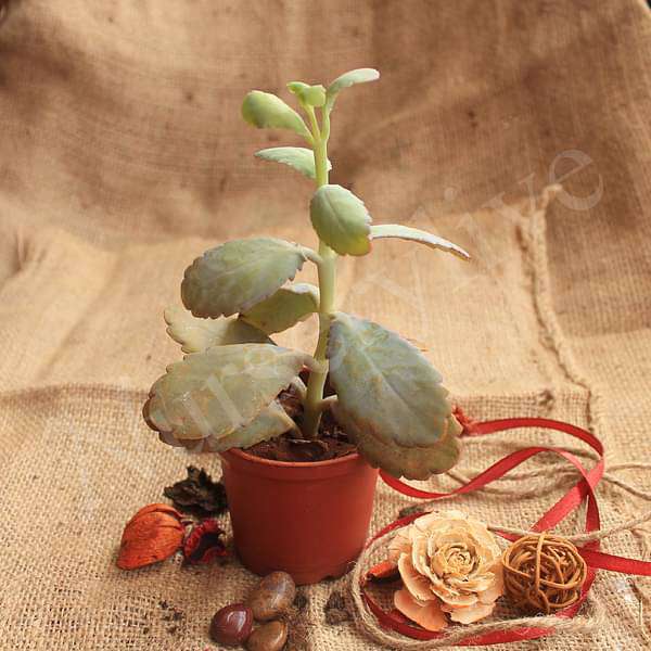 Kalanchoe Pumila Silver Grey - Succulent Plant