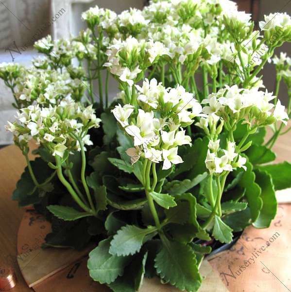 Kalanchoe (White) - Plant