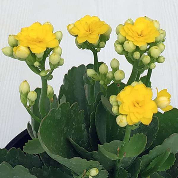 Kalanchoe (Yellow) - Plant