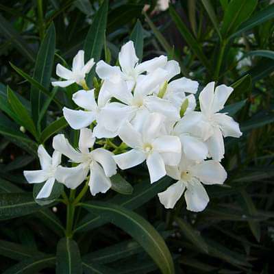 Kaner, Nerium Oleander (White, Single) - Plant