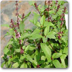 Kapoor Tulsi Plant, Blue Basil, Ocimum kilimandscharicum (Green) - Plant