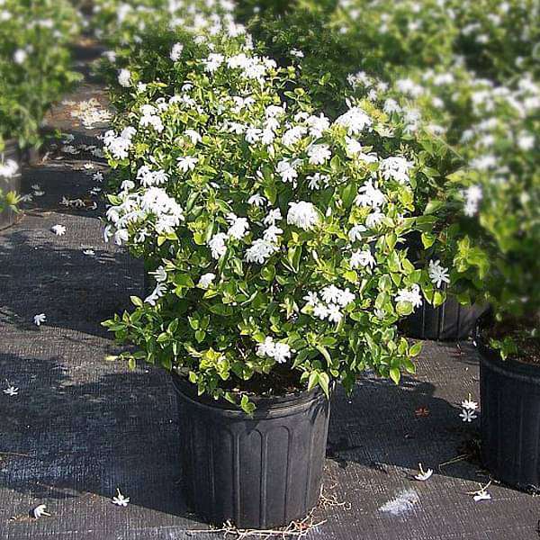 Kunda, Downy Jasmine - Plant