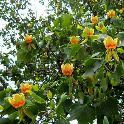 Liriodendron, Tulip Tree, Tulip Poplar - Plant