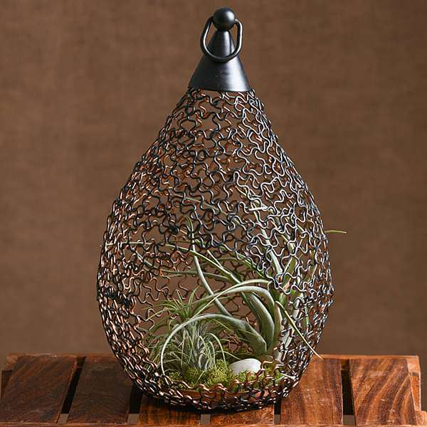 Living Lantern - Air Plant