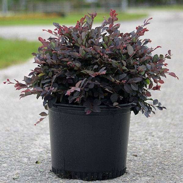 Loropetalum, Chinese Fringe Bush - Plant