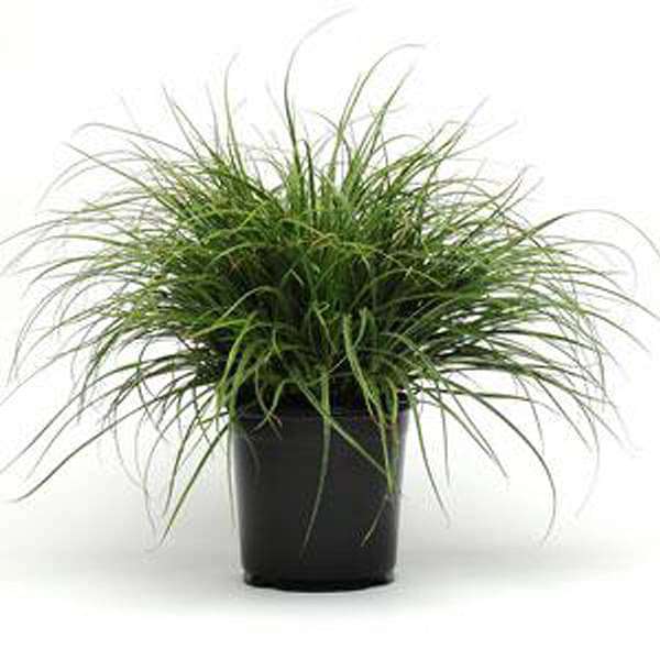 Lucius Luzula Grass - Plant