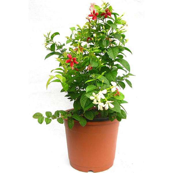 Madhumalti Dwarf, Rangoon Creeper - Plant