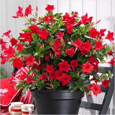 Mandevilla (Any Color) - Plant