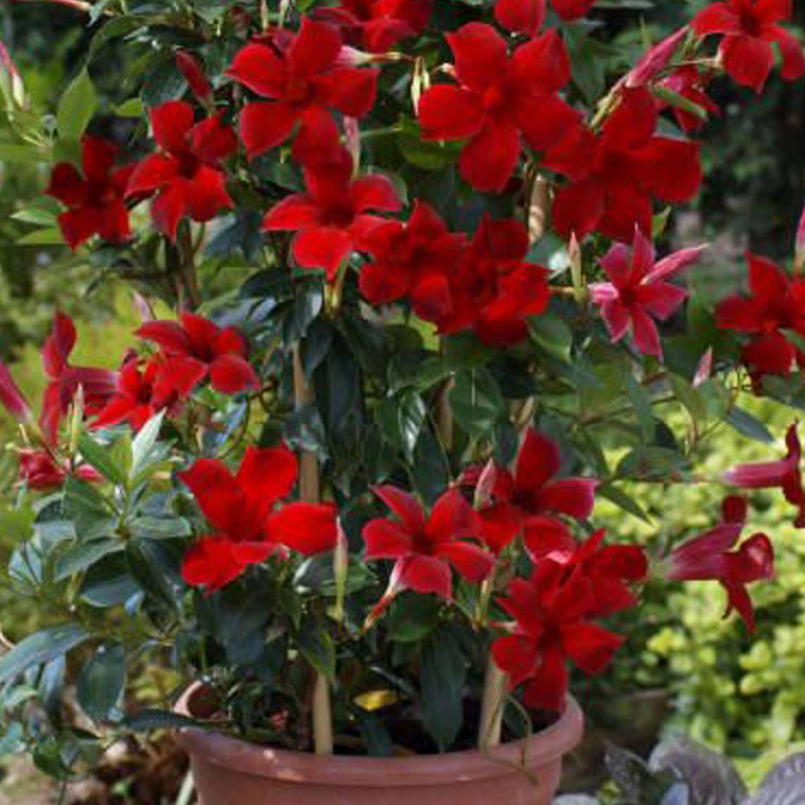 Mandevilla (Maroon) - Plant