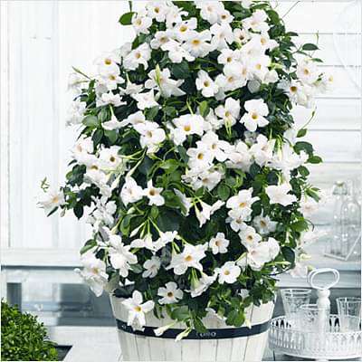 Mandevilla (White) - Plant