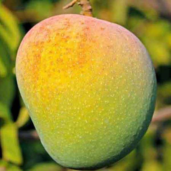 Mango Tree (Badami, Grafted) - Plant