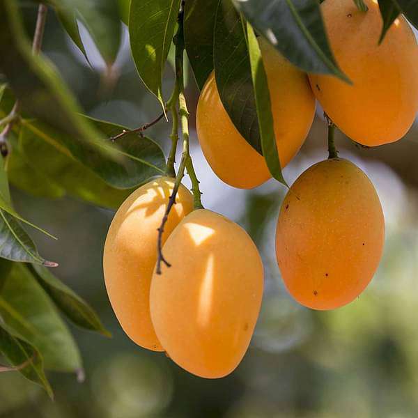 Mango Tree (Grown through seeds) - Plant