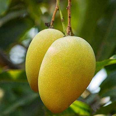 Mango Tree (Mallika, Grafted) - Plant
